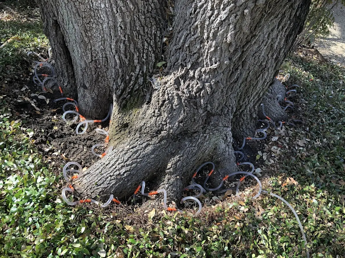Detailed Tree Cabling and Bracing job site in Wynantskill