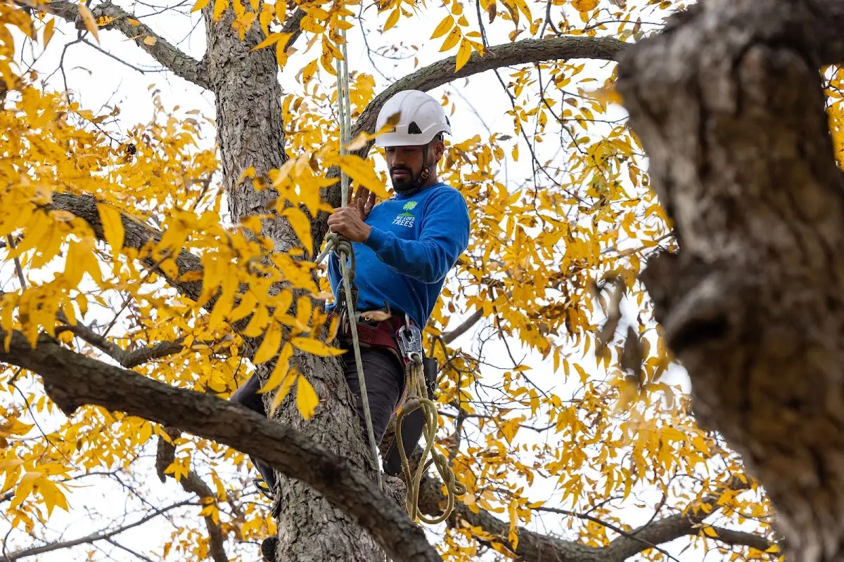 Skilled Tree Planing crew working in Wynantskill